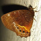 Eretis porphyria