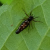 Trashline orb weaver spider