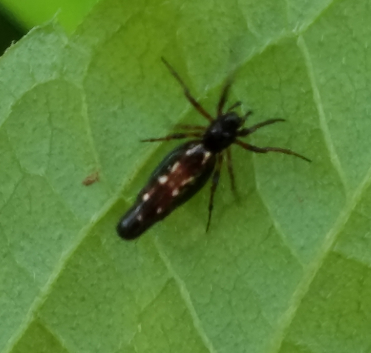 Trashline orb weaver spider