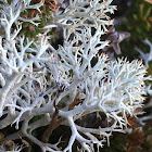 Reindeer Lichen