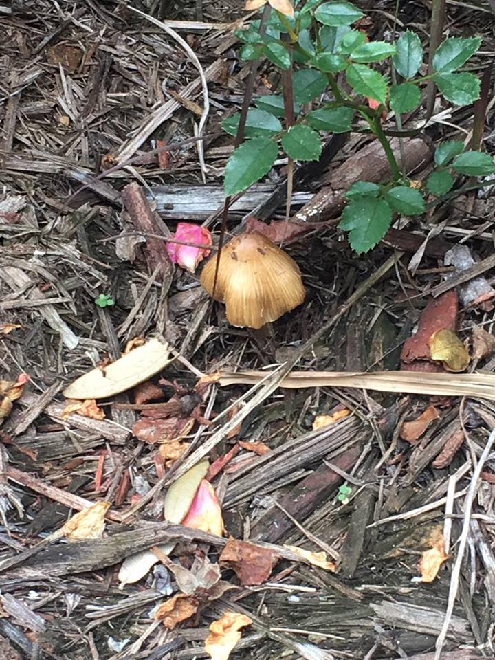 brown American star-footed Amanita