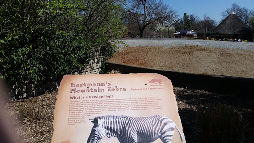 Hartmann's Mountain Zebra - Louisville Zoo