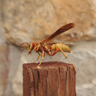 Paper Wasp