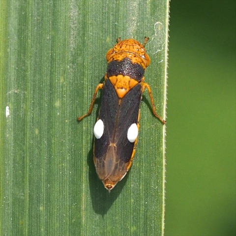 Broad-headed Sharpshooter