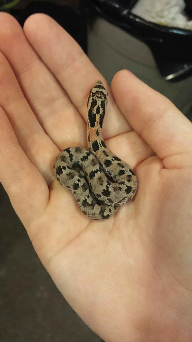 Eastern Hognose hatchlings