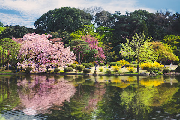 Hanami di Laura Benvenuti