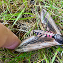 Privet Hawkmoth