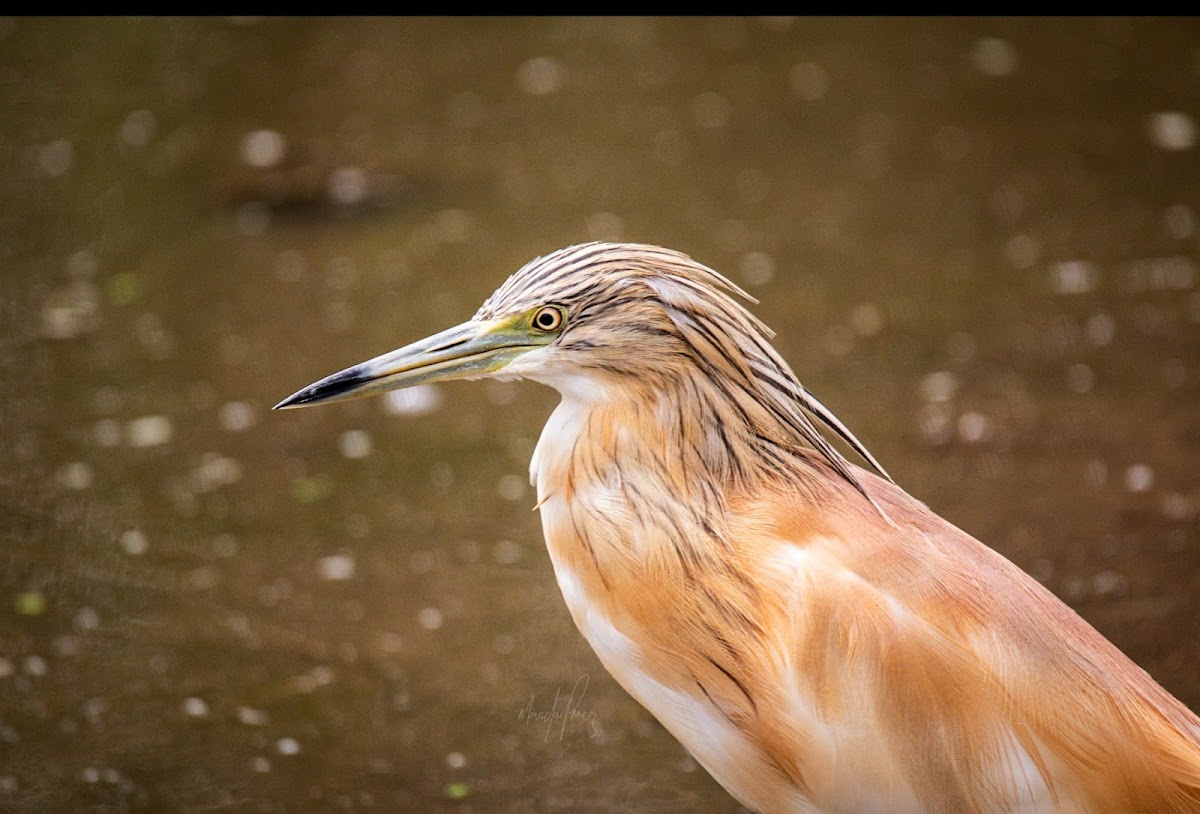 Squacco Heron