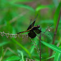 Widow Skimmer