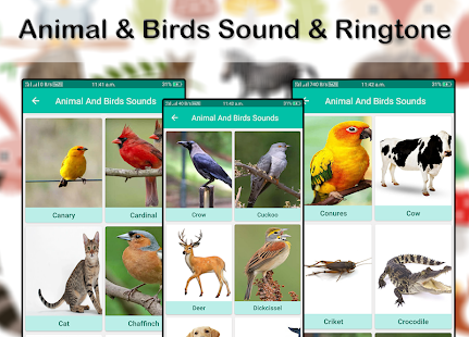Animals & Birds Sound & Ringtone 2019(圖3)-速報App