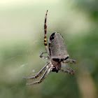 Bush Orb Weaver