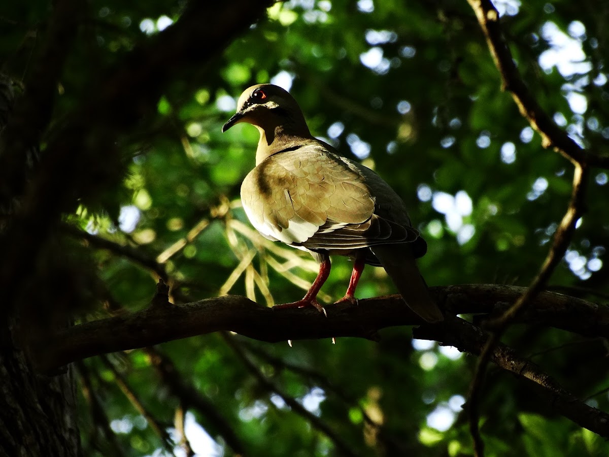 White Winged Dove