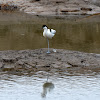 Pied avocet