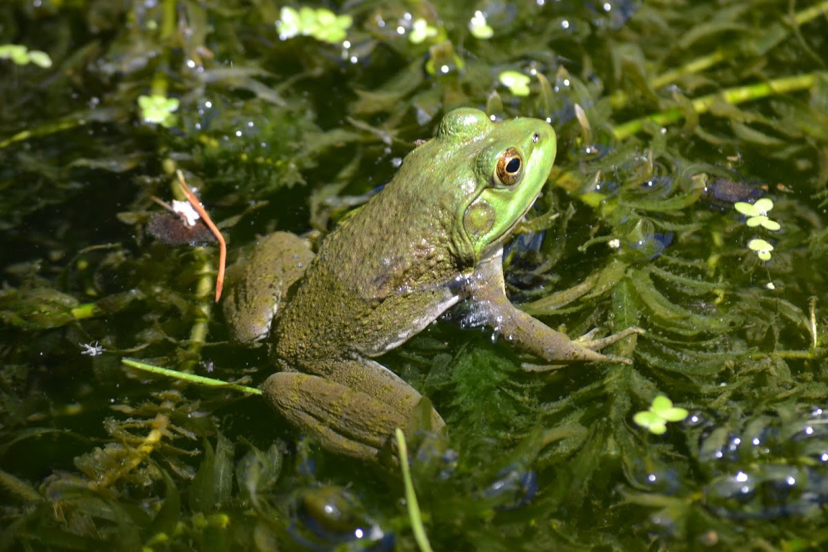 American Bullfrog