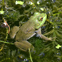 American Bullfrog