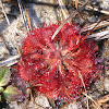 Pink Sundew