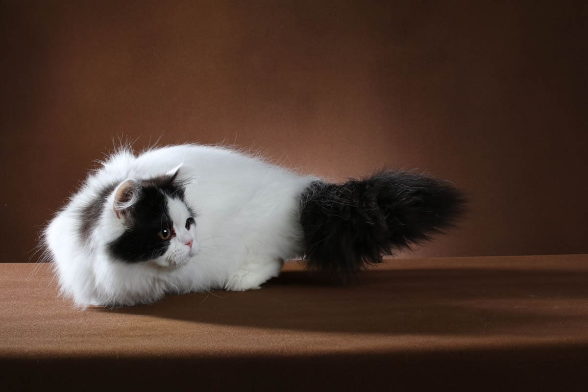 Black and White Cat Breeds with Amazing Facts to Know