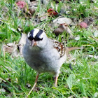 White-crowned Sparrow