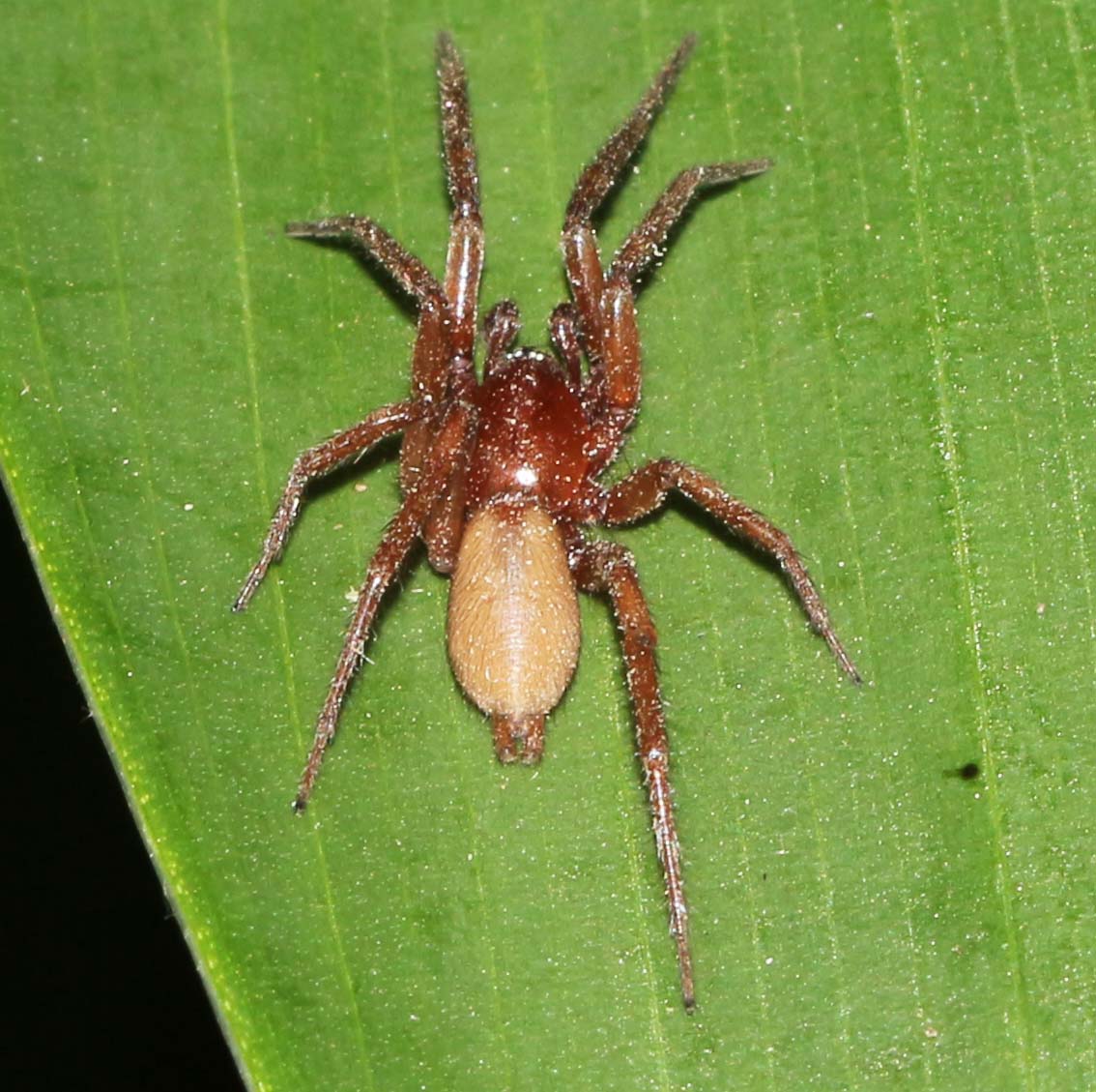 Woodlouse Spider