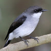 Mangrove Robin