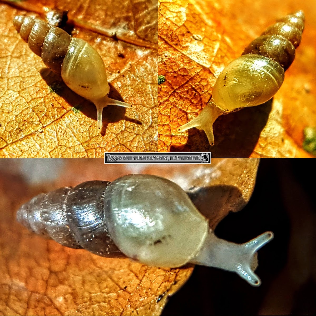 Miniature Awlsnail