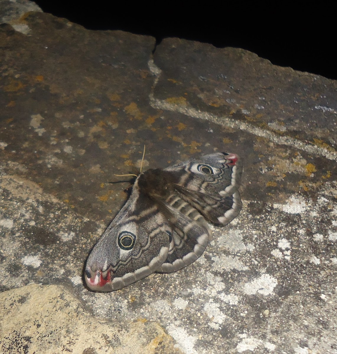 Small Emperor Moth ♀