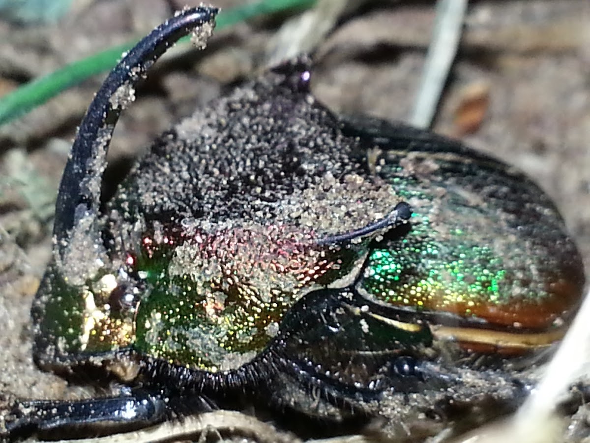 Rainbow Scarab