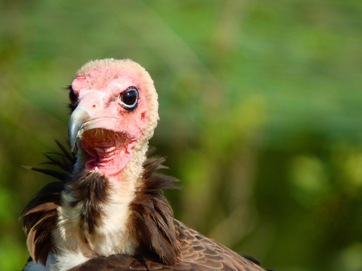 Hooded vulture