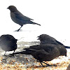 Brown headed Cowbird