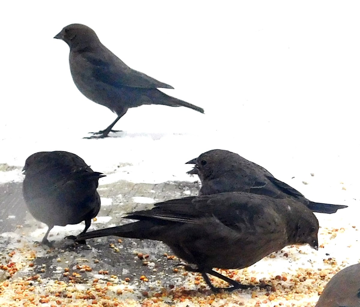 Brown headed Cowbird