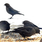 Brown headed Cowbird