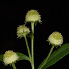 Bicolor Buttonweed