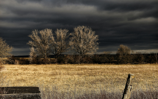 Brown Grass Field Under Black Sky during Nighttime screenshot 1