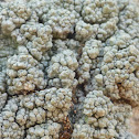 Pore Lichen