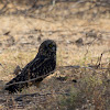 Short-eared Owl