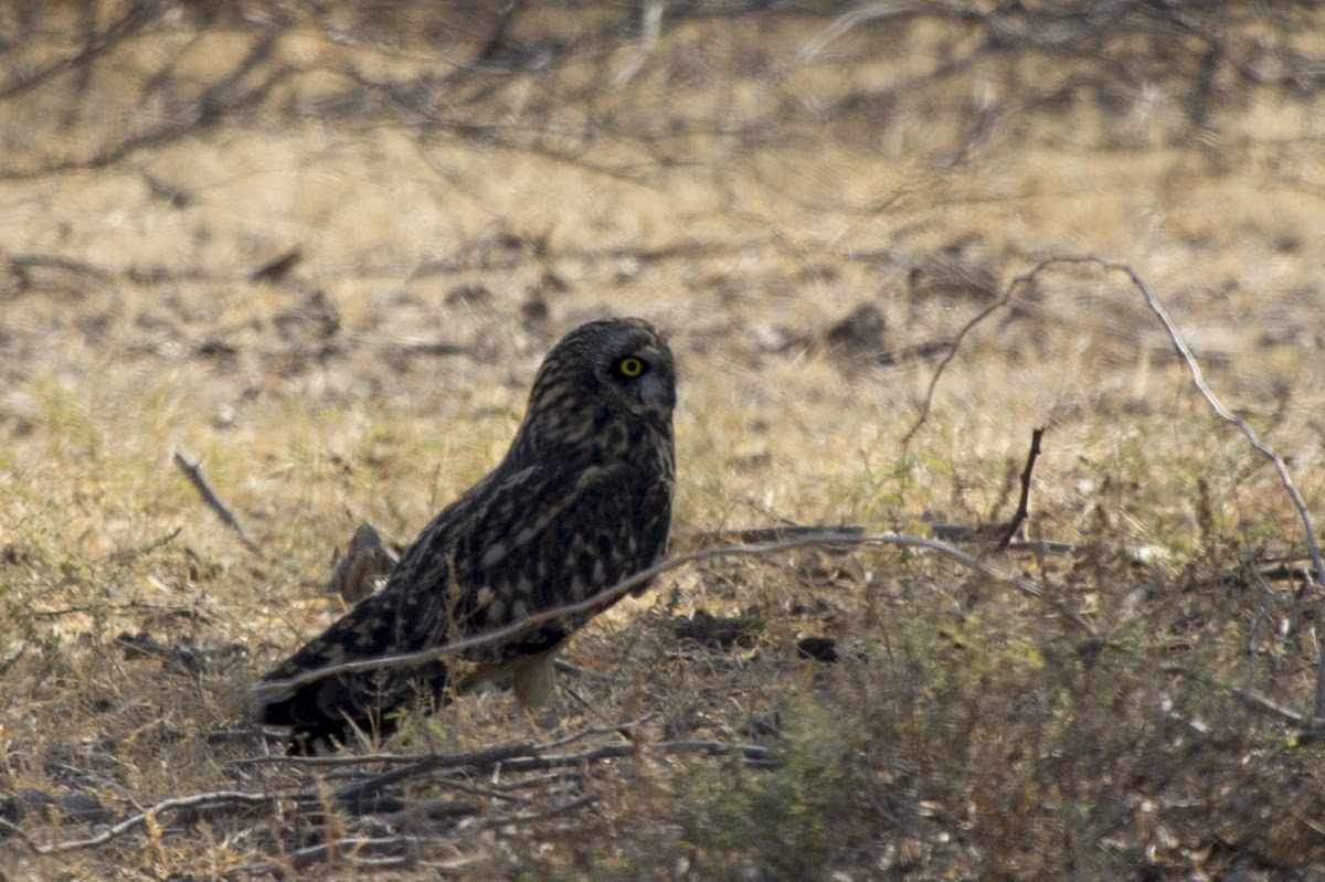 Short-eared Owl