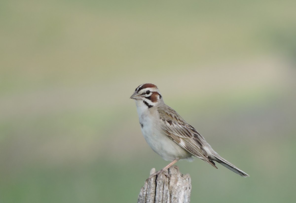 Lark sparrow