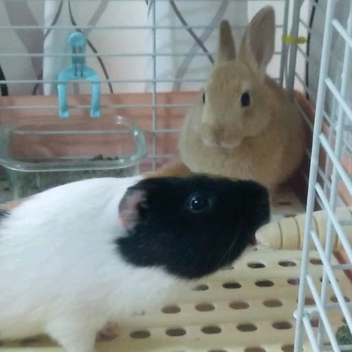 モルうさ︎💕︎のいる我が家