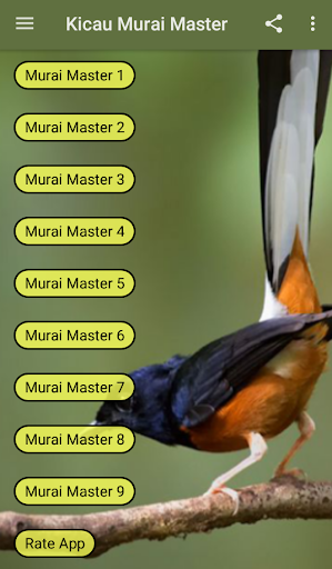 Kicau Murai Master