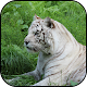 Download White tiger Wallpapers For PC Windows and Mac 1