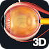 Eye Anatomy Pro.1.6