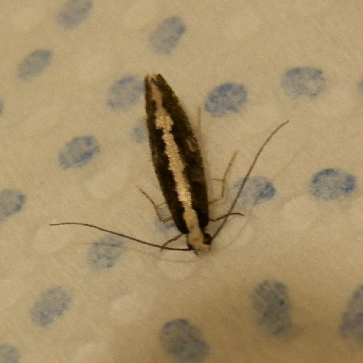 Black Monopis Moth