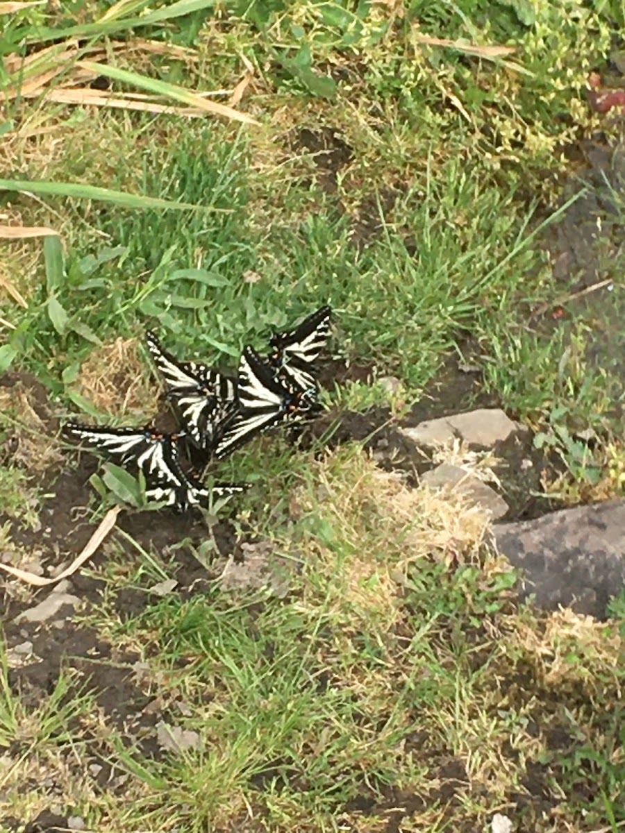 Anise Swallowtail