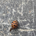 Lady bug