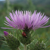 Coccinella di 