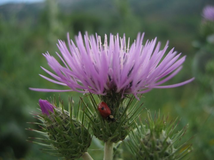 Coccinella di desmojeremy