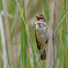 Great Reed Warbler