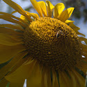 Common Sunflower