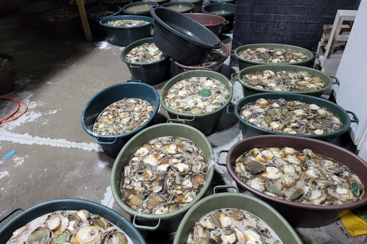 Abalone worth more than R20m was seized by authorities in Cape Town on Tuesday.