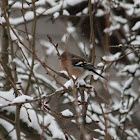 Common chaffinch